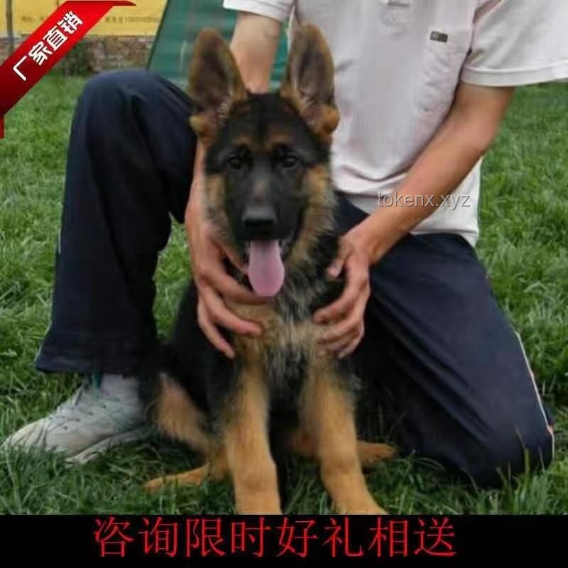 《牧羊犬的使命》：全面培养高效牧羊技能指南